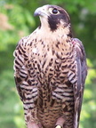 falcon 2005-05-18 11e