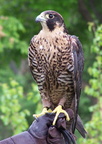 falcon 2005-05-18 15e