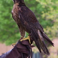 falcon 2005-05-18 19e