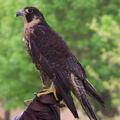 falcon 2005-05-18 20e