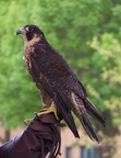 falcon 2005-05-18 20e