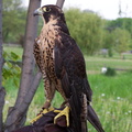 falcon 2005-05-18 23e