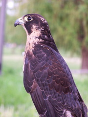 falcon 2005-05-18 24e
