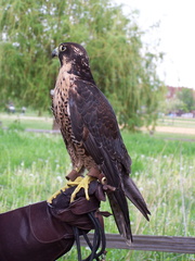 falcon 2005-05-18 26e