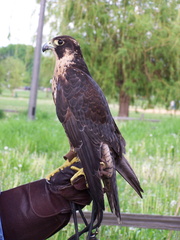 falcon 2005-05-18 25e