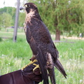 falcon 2005-05-18 25e