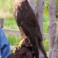 falcon 2005-05-18 30e