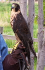 falcon 2005-05-18 30e
