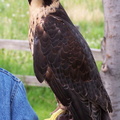 falcon 2005-05-18 32e