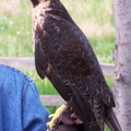 falcon 2005-05-18 31e