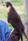 falcon 2005-05-18 31e