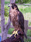falcon 2005-05-18 34e