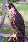 falcon 2005-05-18 35e
