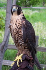 falcon 2005-05-18 37e