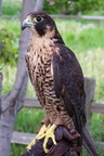 falcon 2005-05-18 36e