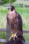 falcon 2005-05-18 38e