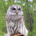 owl 2005-05-18 04e