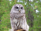 owl 2005-05-18 04e
