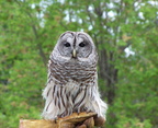 owl 2005-05-18 03e