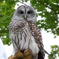 owl 2005-05-18 05e
