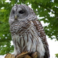 owl 2005-05-18 06e