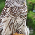 owl 2005-05-18 09e