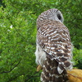 owl 2005-05-18 08e