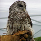 owl 2005-05-18 10e