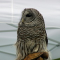 owl 2005-05-18 13e