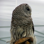 owl 2005-05-18 11e