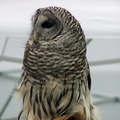 owl 2005-05-18 16e