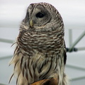 owl 2005-05-18 18e