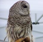 owl 2005-05-18 17e