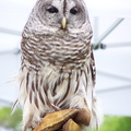 owl 2005-05-18 19e