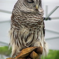 owl 2005-05-18 20e