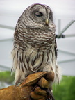owl 2005-05-18 20e