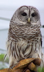 owl 2005-05-18 21e