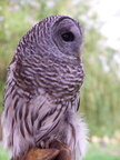 owl 2005-05-18 22e