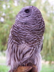 owl 2005-05-18 23e