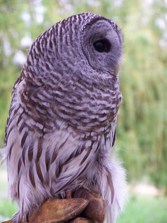 owl 2005-05-18 24e