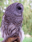 owl 2005-05-18 24e
