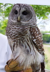 owl 2005-05-18 25e