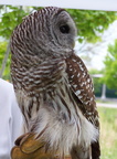 owl 2005-05-18 26e