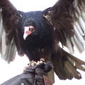 vulture 2005-05-18 01e