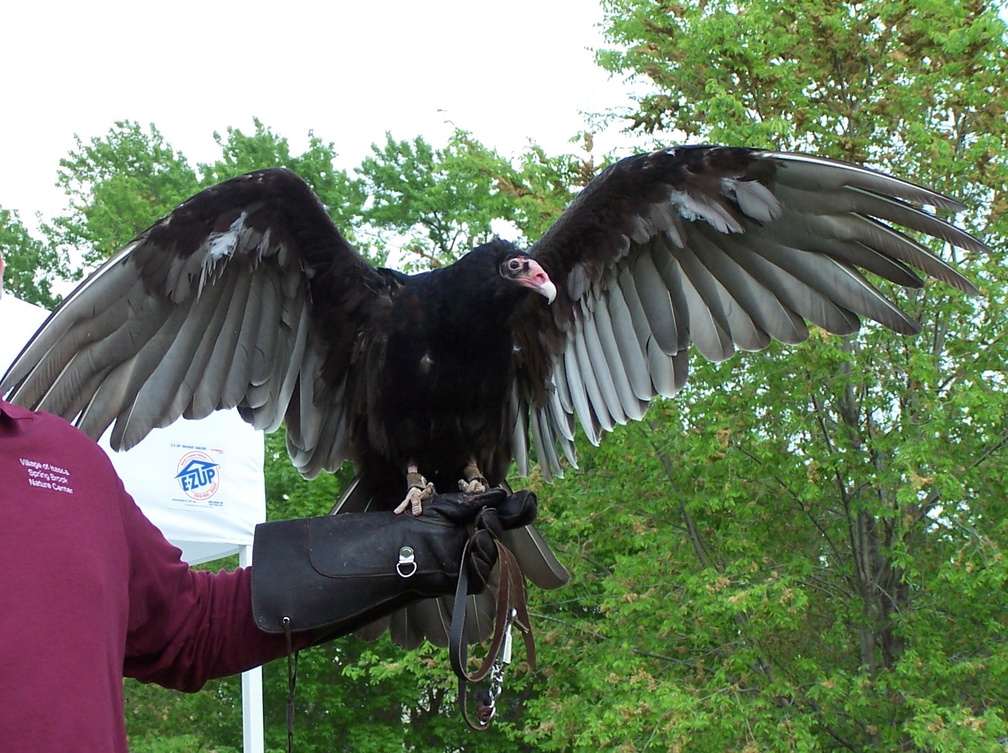 vulture 2005-05-18 03e.jpg
