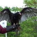 vulture 2005-05-18 03e