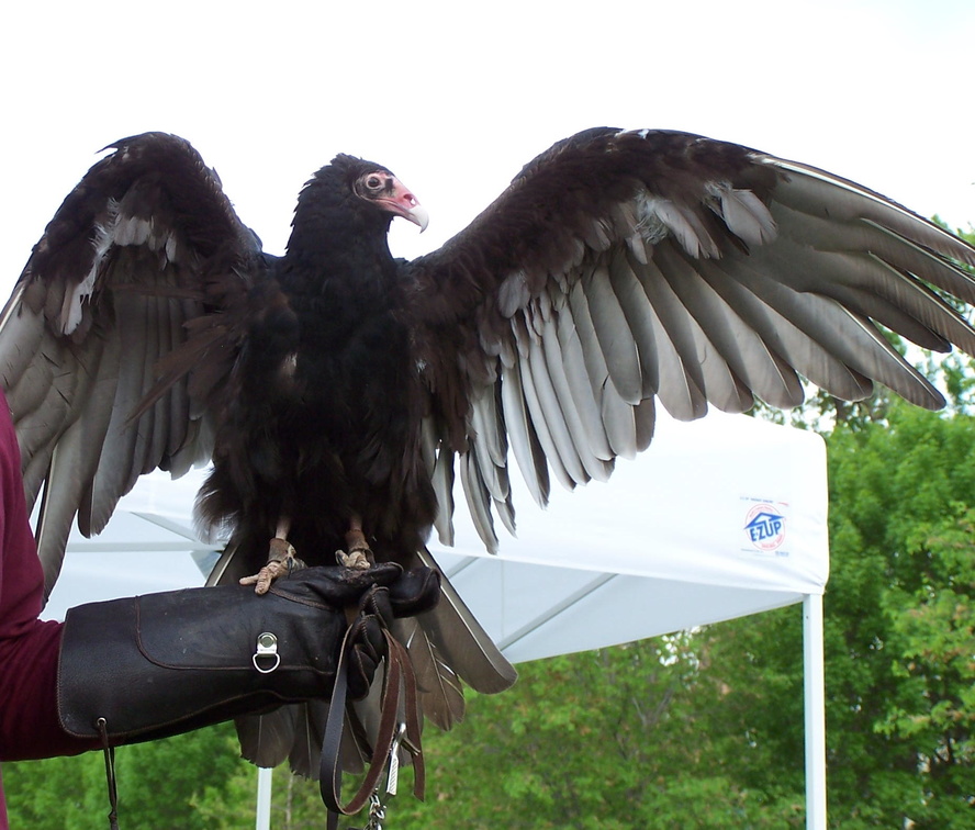 vulture 2005-05-18 04e.jpg