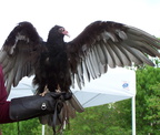 vulture 2005-05-18 04e