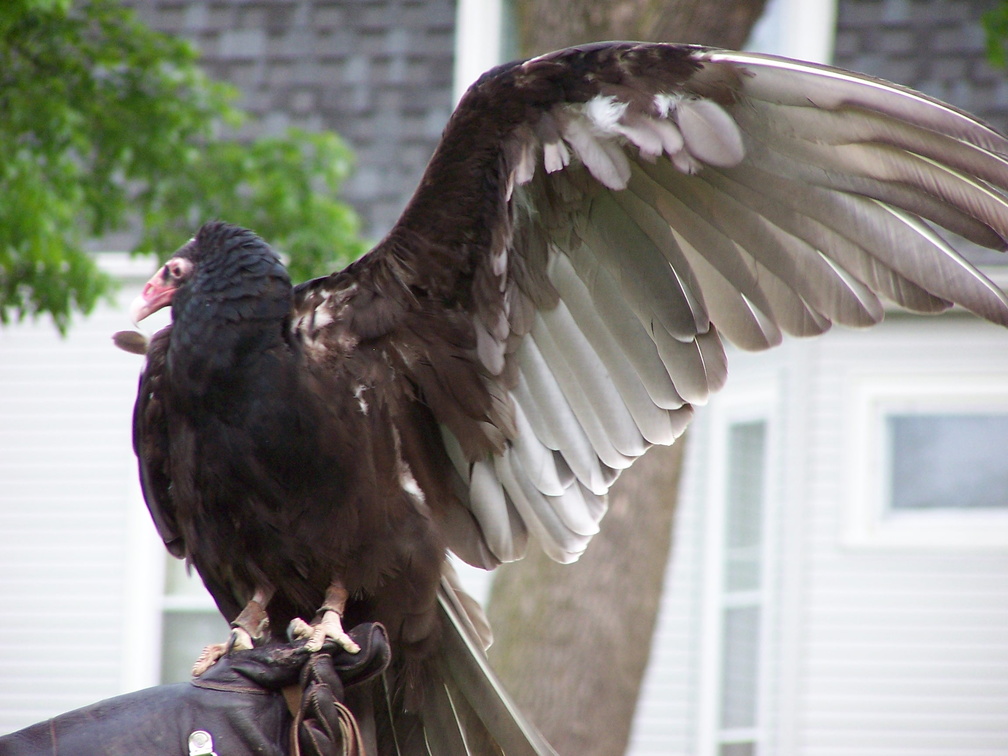vulture 2005-05-18 05e.jpg