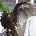 vulture 2005-05-18 05e